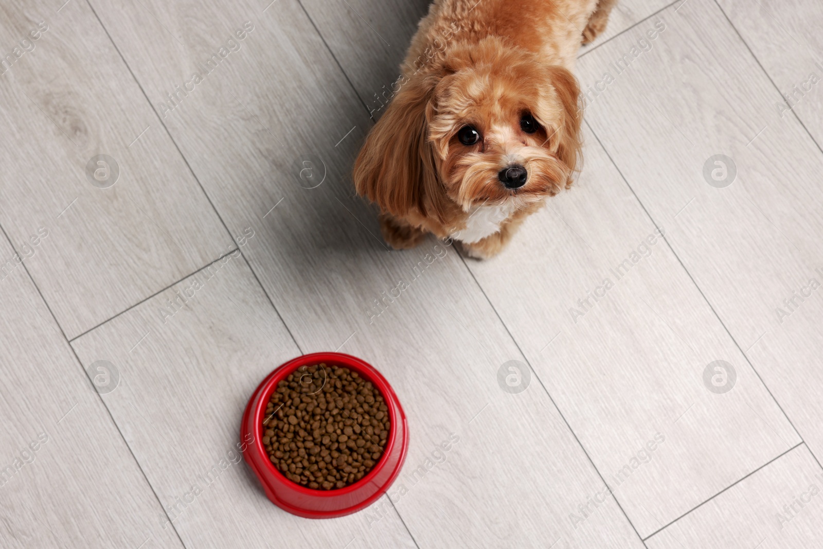 Photo of Feeding bowl with dry pet food and cute dog on floor, above view