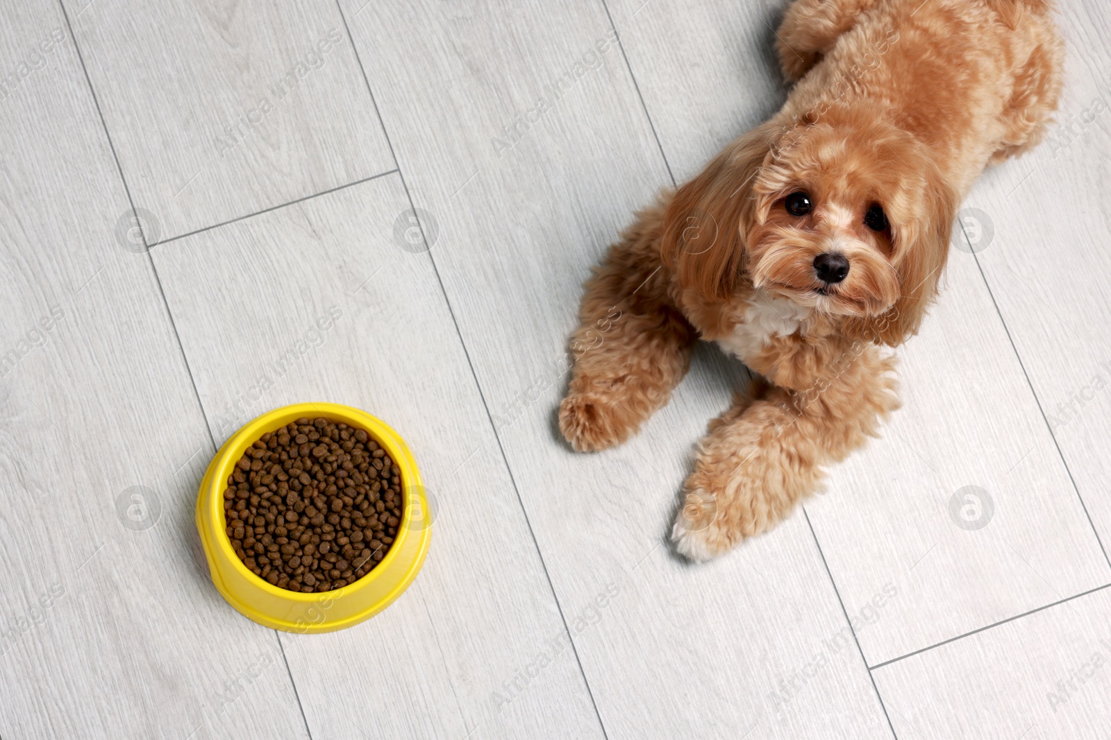 Photo of Feeding bowl with dry pet food and cute dog on floor, above view