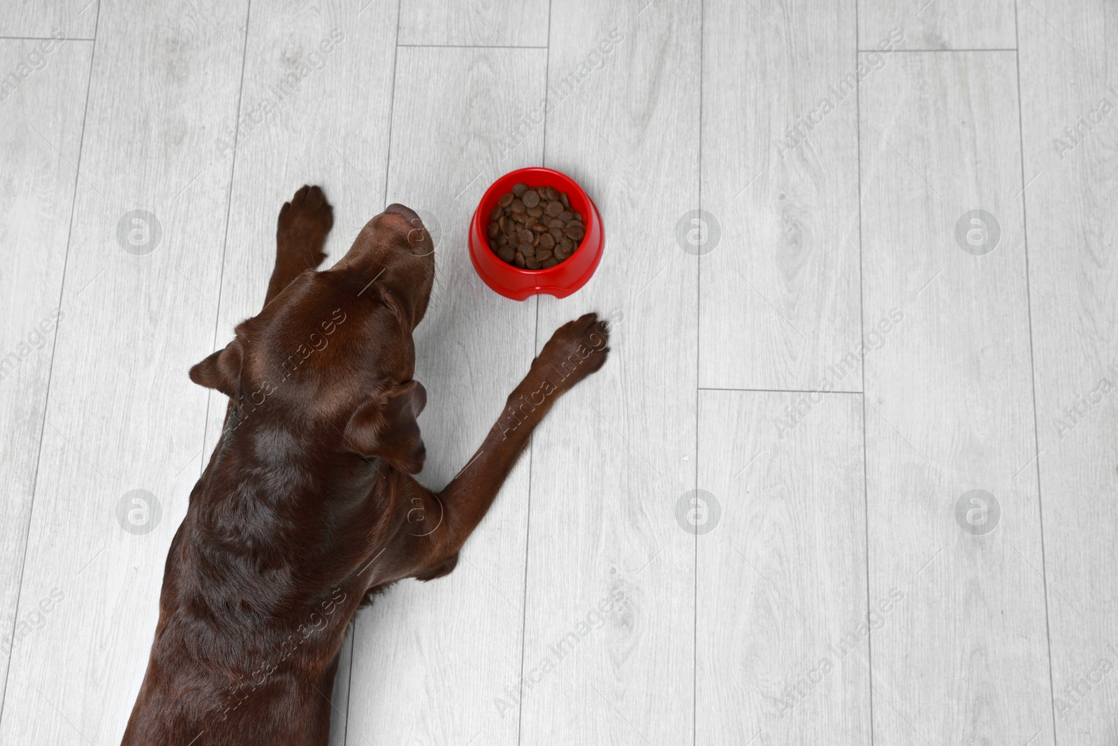 Photo of Cute dog lying near bowl of dry pet food on floor indoors, top view. Space for text