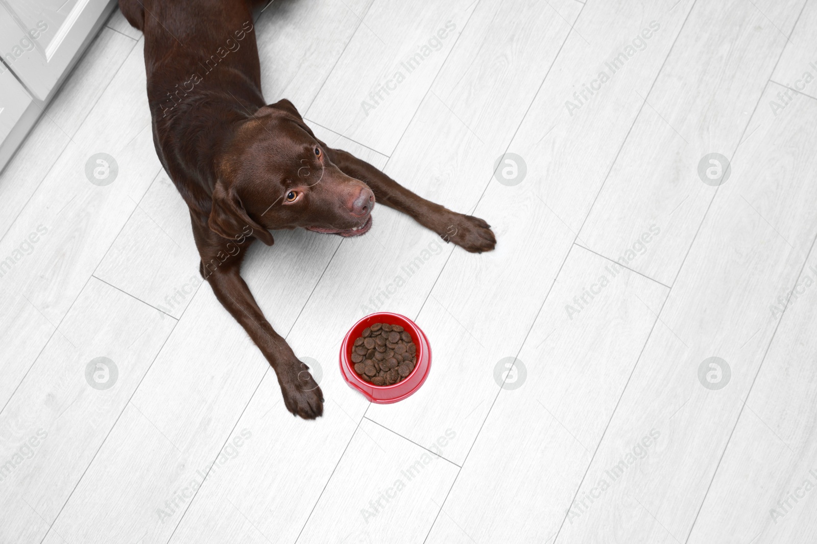 Photo of Cute dog lying near bowl of dry pet food on floor indoors, top view. Space for text