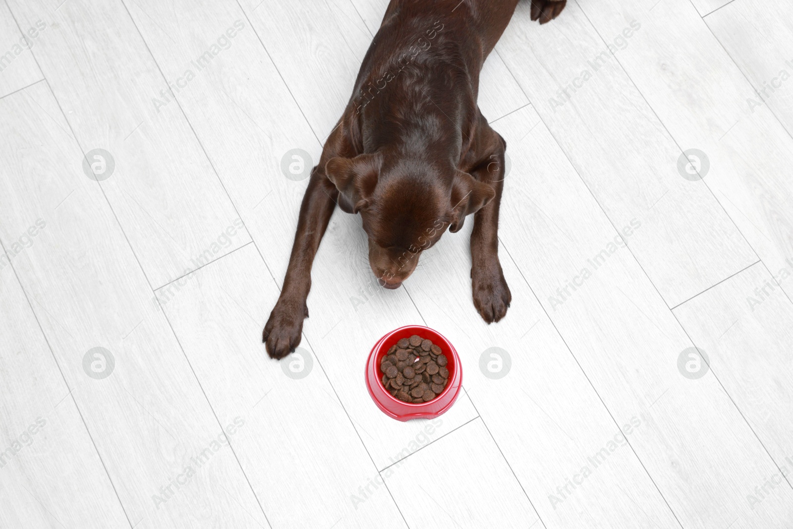 Photo of Cute dog lying near bowl of dry pet food on floor indoors, top view