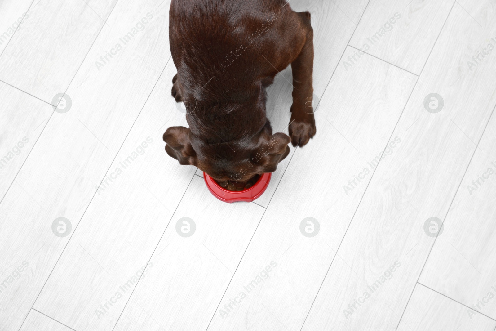 Photo of Cute dog eating dry pet food from feeding bowl on floor indoors, top view