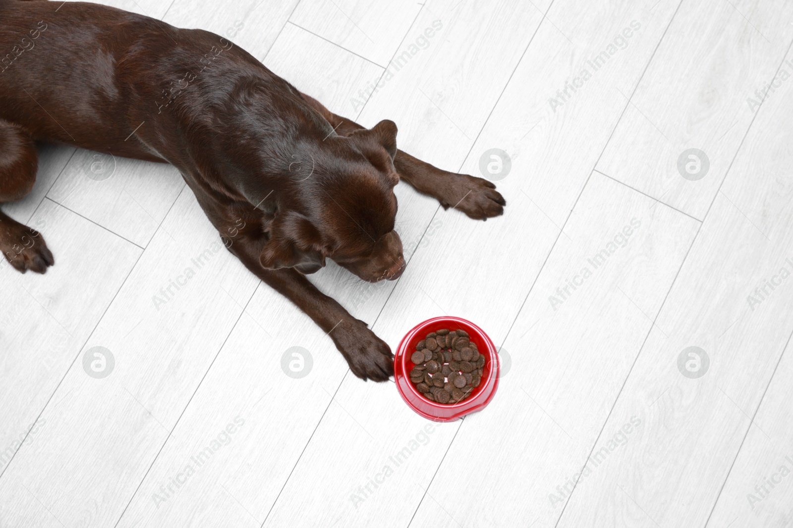 Photo of Cute dog lying near bowl of dry pet food on floor indoors, top view. Space for text