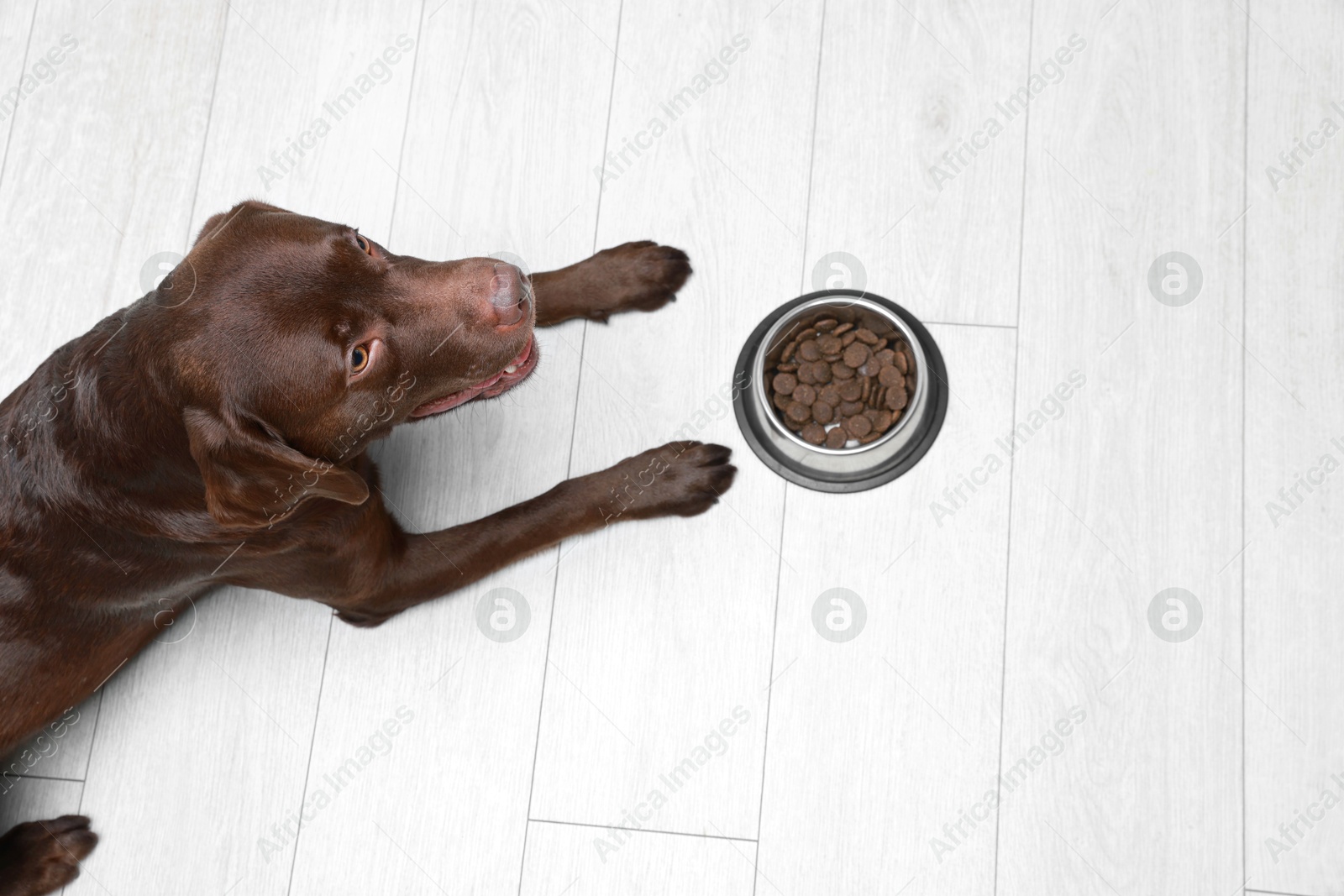 Photo of Cute dog lying near bowl of dry pet food on floor indoors, top view