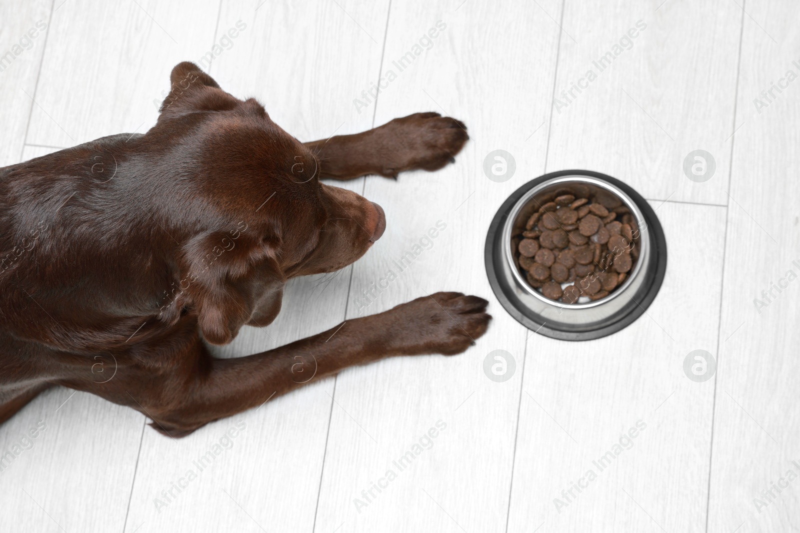 Photo of Cute dog lying near bowl of dry pet food on floor indoors, top view