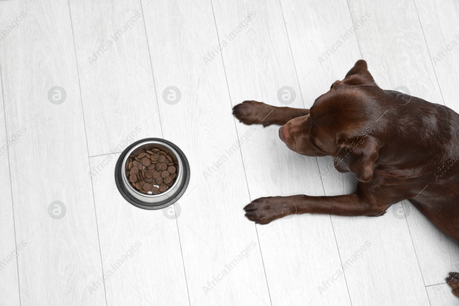 Photo of Cute dog lying near bowl of dry pet food on floor indoors, top view