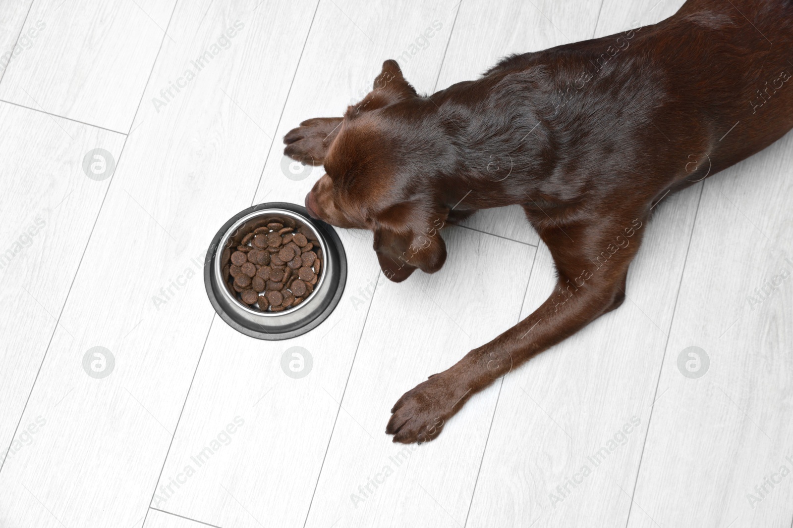 Photo of Cute dog lying near bowl of dry pet food on floor indoors, top view