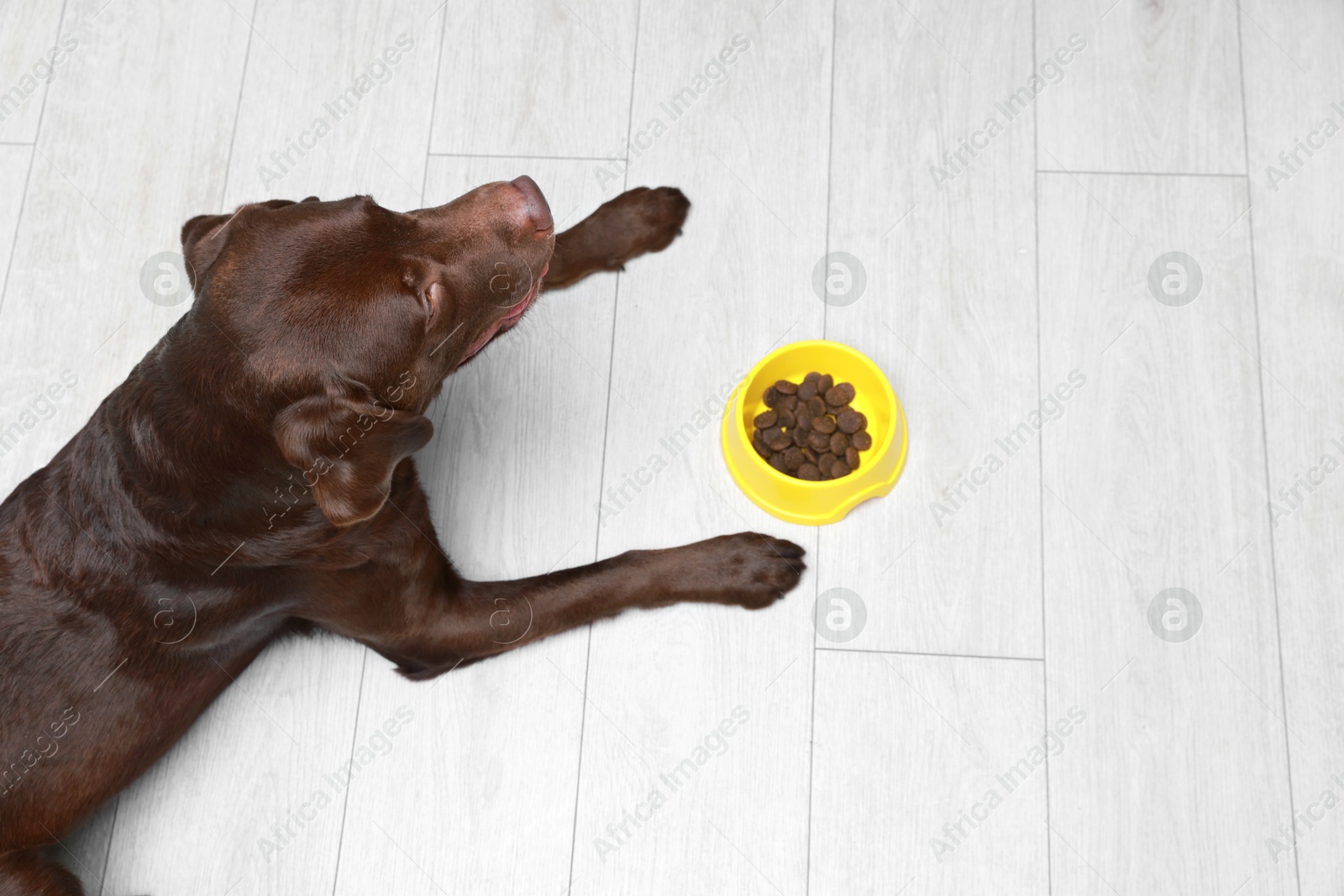 Photo of Cute dog lying near bowl of dry pet food on floor indoors, above view. Space for text