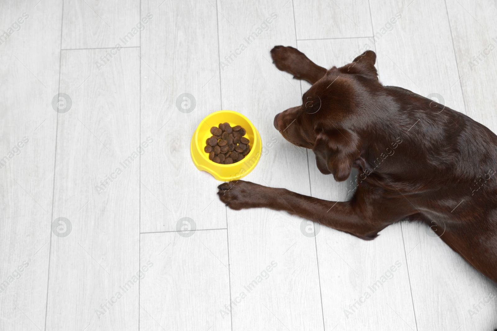 Photo of Cute dog lying near bowl of dry pet food on floor indoors, above view. Space for text