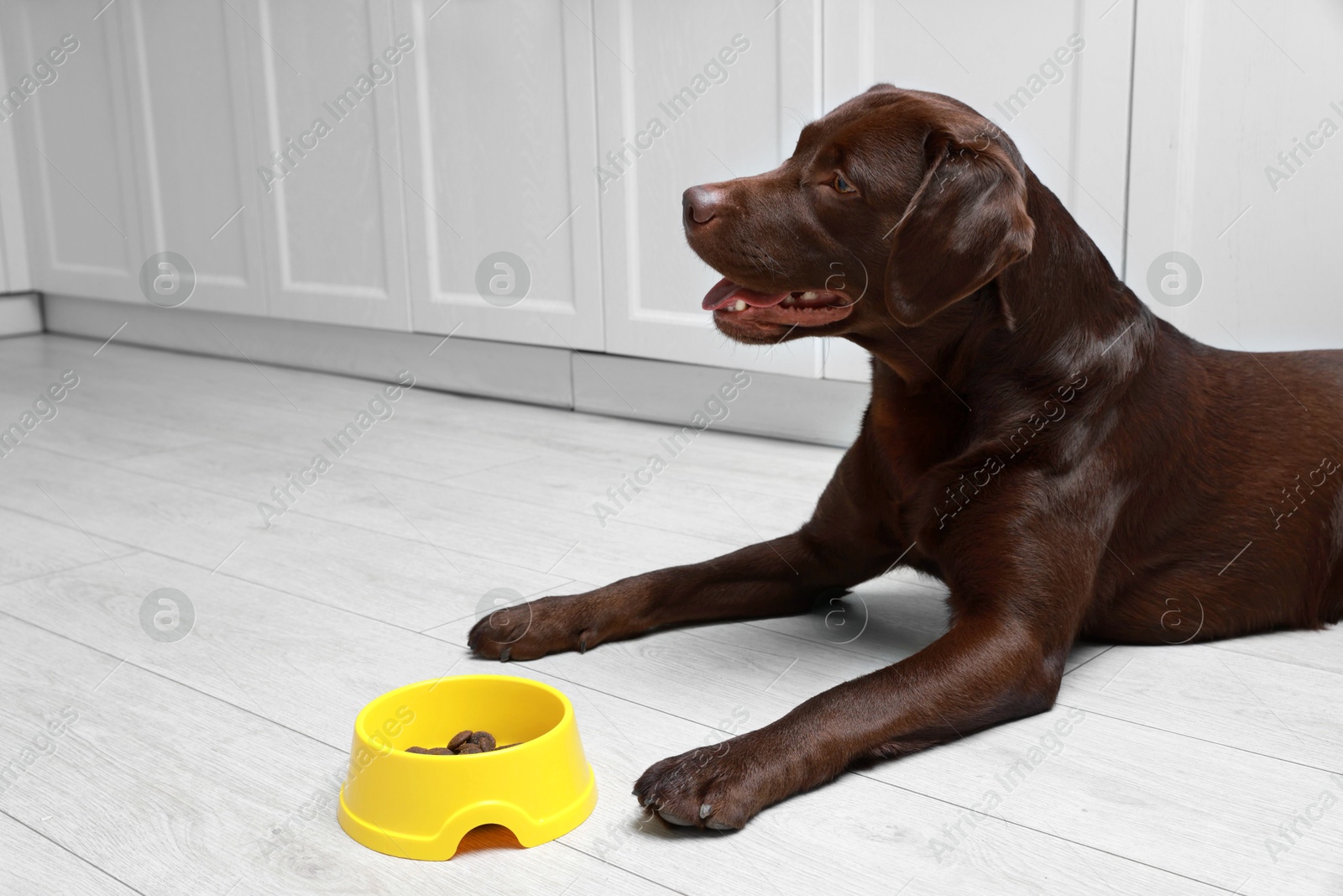 Photo of Cute dog lying near bowl of dry pet food on floor indoors