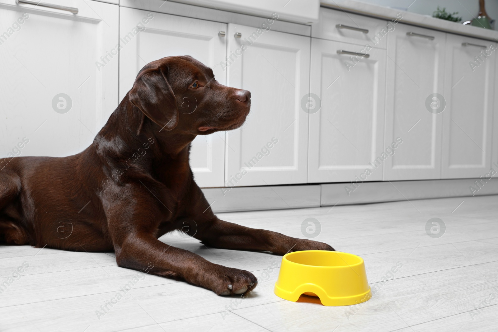 Photo of Cute dog waiting for pet food near empty bowl on floor indoors