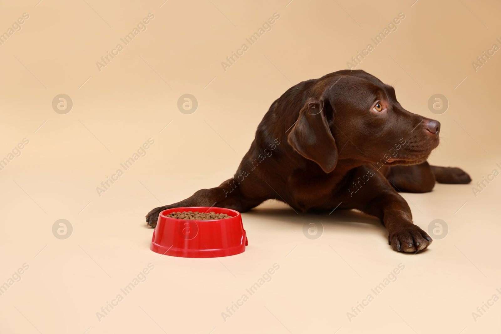 Photo of Cute dog lying near bowl of dry pet food on beige background, space for text