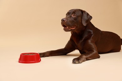 Photo of Cute dog lying near bowl of dry pet food on beige background