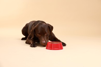 Photo of Cute dog lying near bowl of dry pet food on beige background, space for text