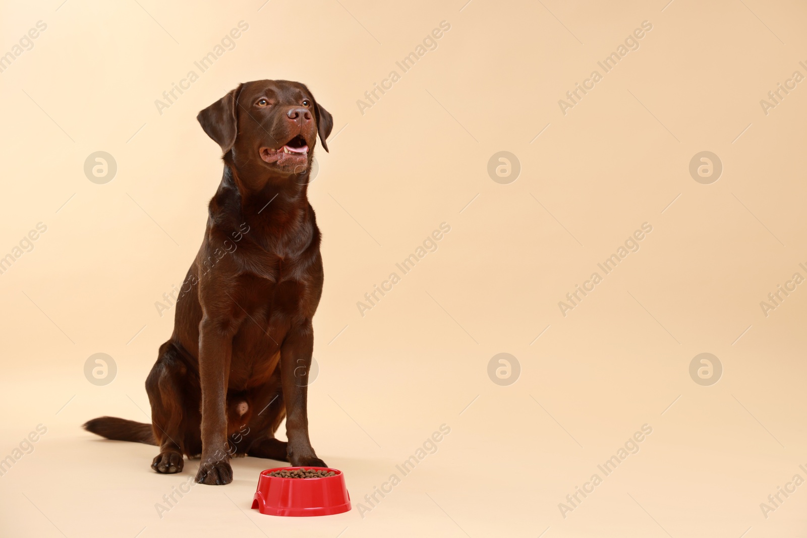 Photo of Cute dog sitting near bowl of dry pet food on beige background, space for text