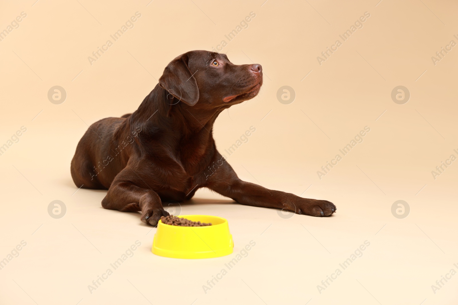 Photo of Cute dog lying near bowl of dry pet food on beige background, space for text