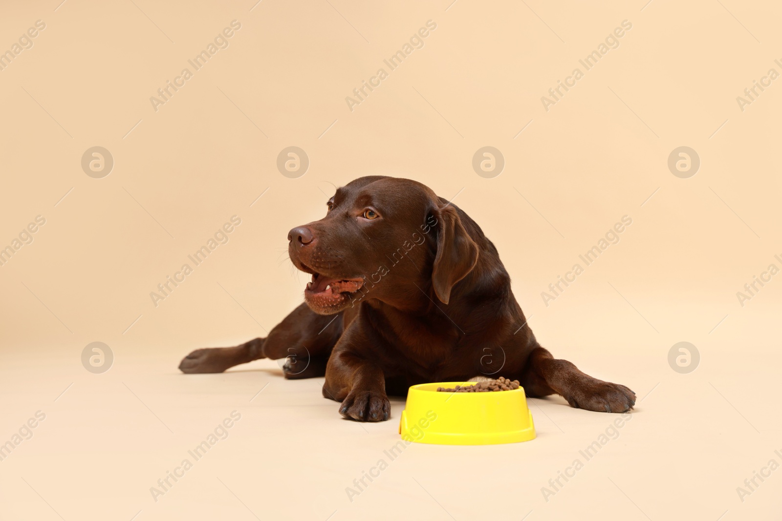 Photo of Cute dog lying near bowl of dry pet food on beige background