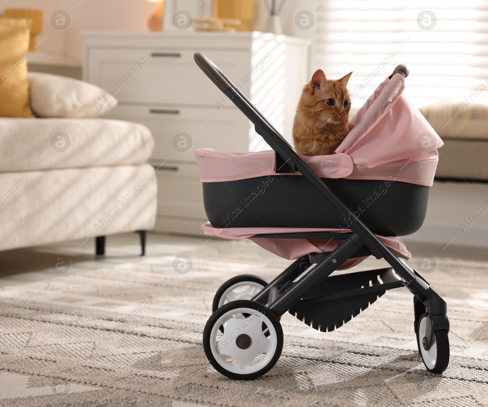 Photo of Cute ginger cat in doll stroller indoors