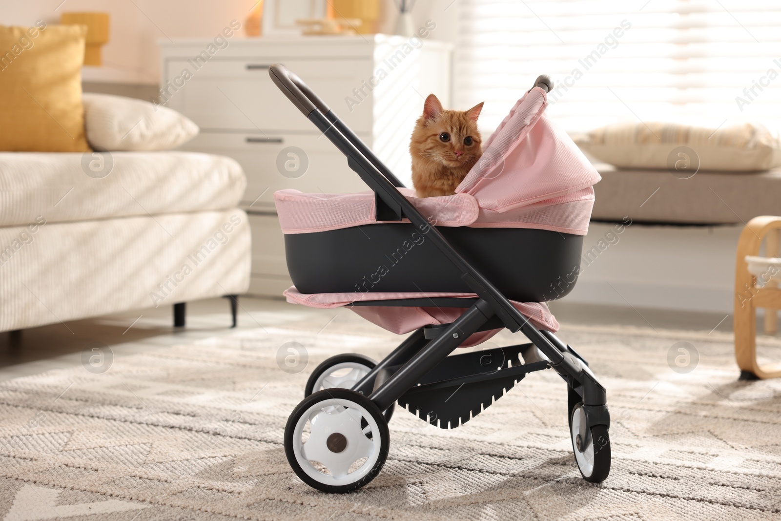 Photo of Cute ginger cat in doll stroller indoors