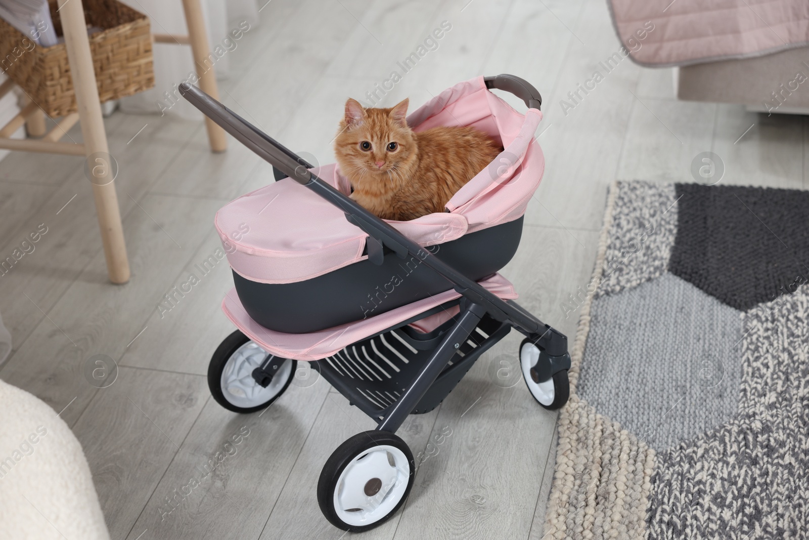 Photo of Cute ginger cat in doll stroller indoors