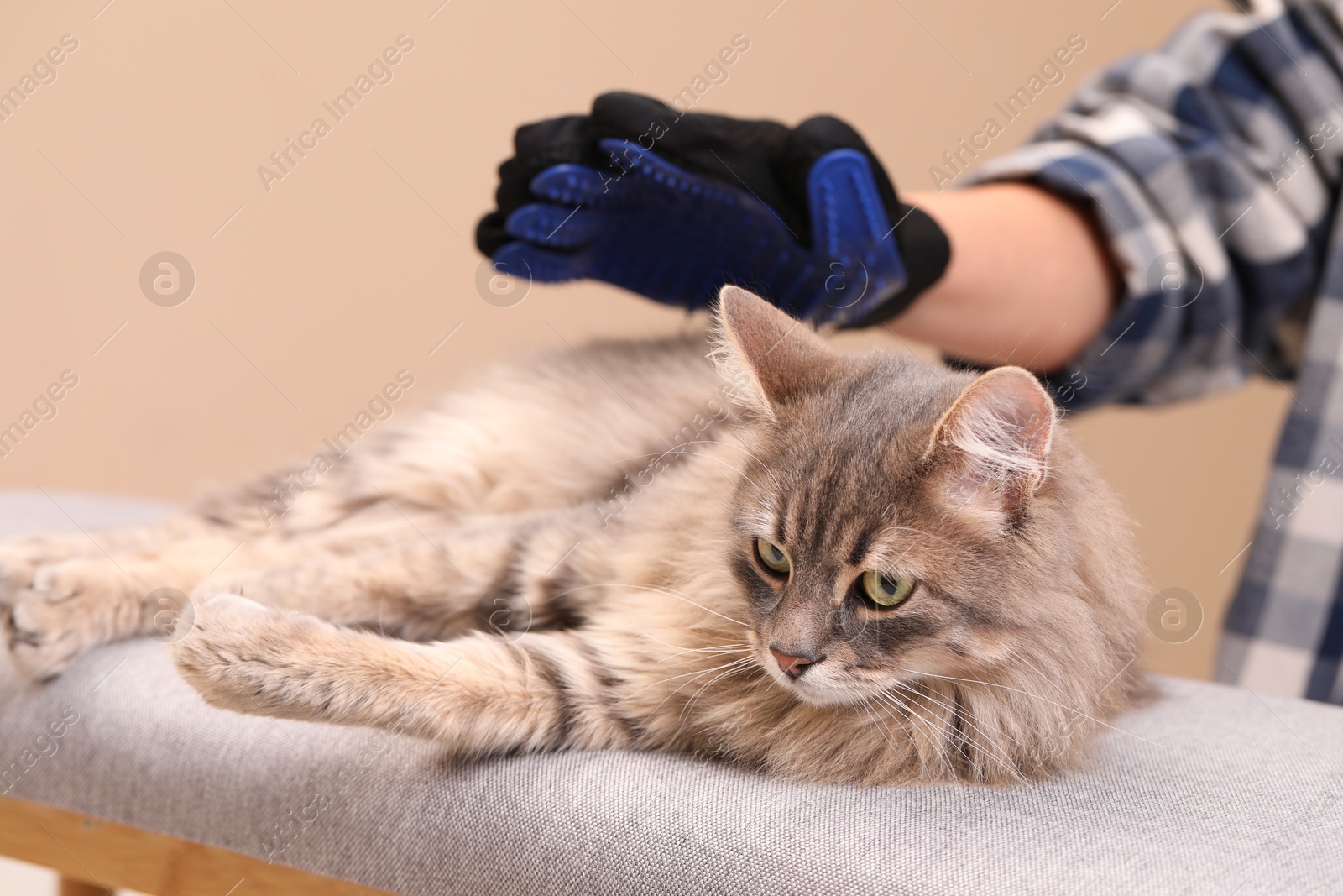 Photo of Woman brushing her cat with grooming glove on bench against beige background, closeup