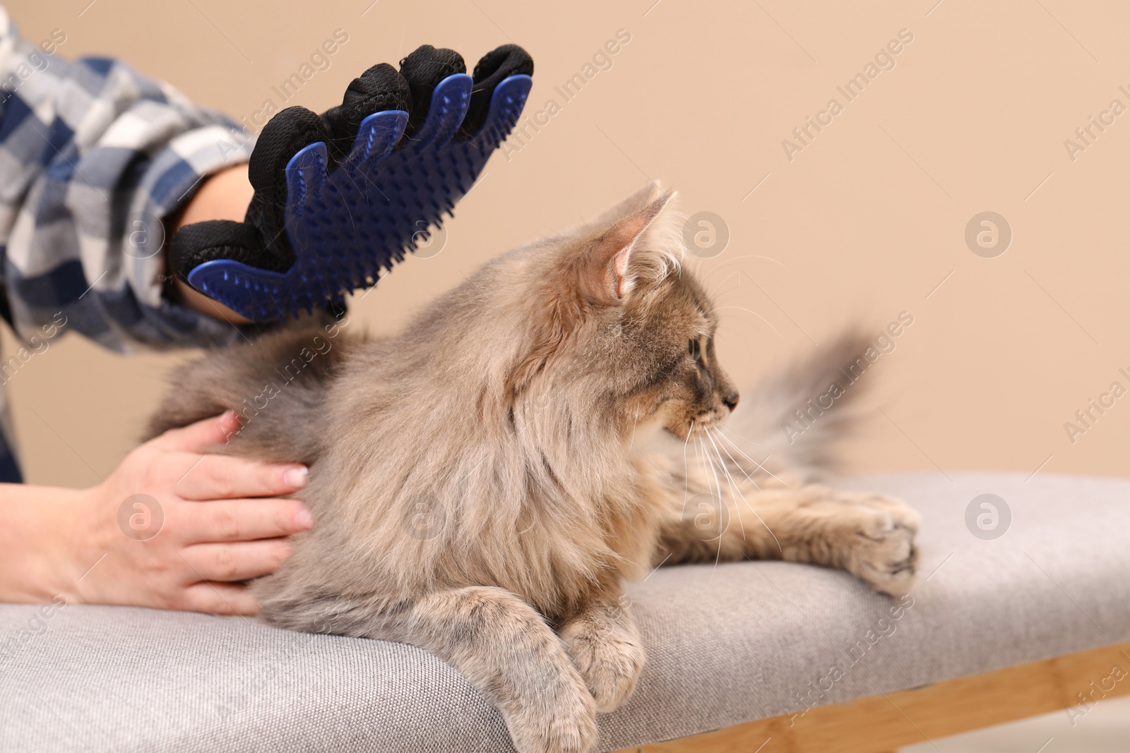 Photo of Woman brushing her cat with grooming glove on bench against beige background, closeup