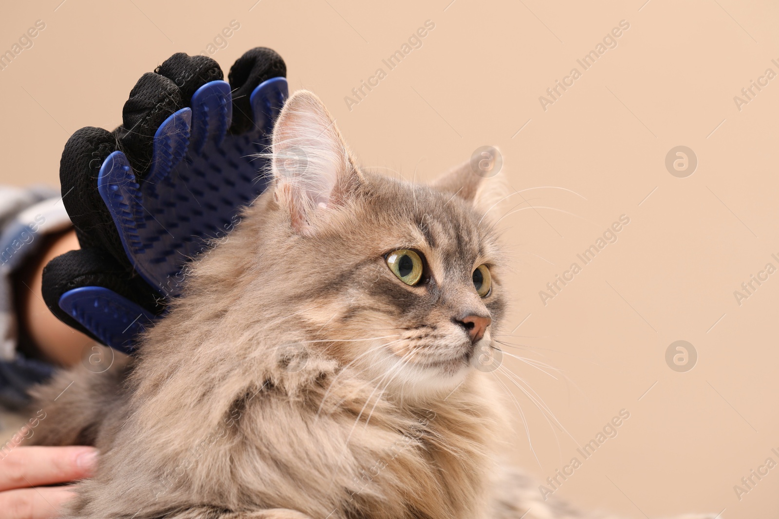 Photo of Woman brushing her cat with grooming glove on beige background, closeup