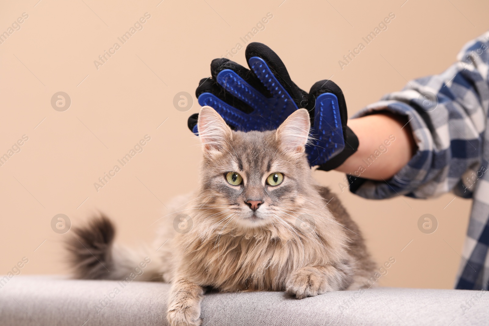 Photo of Woman brushing her cat with grooming glove on bench against beige background, closeup