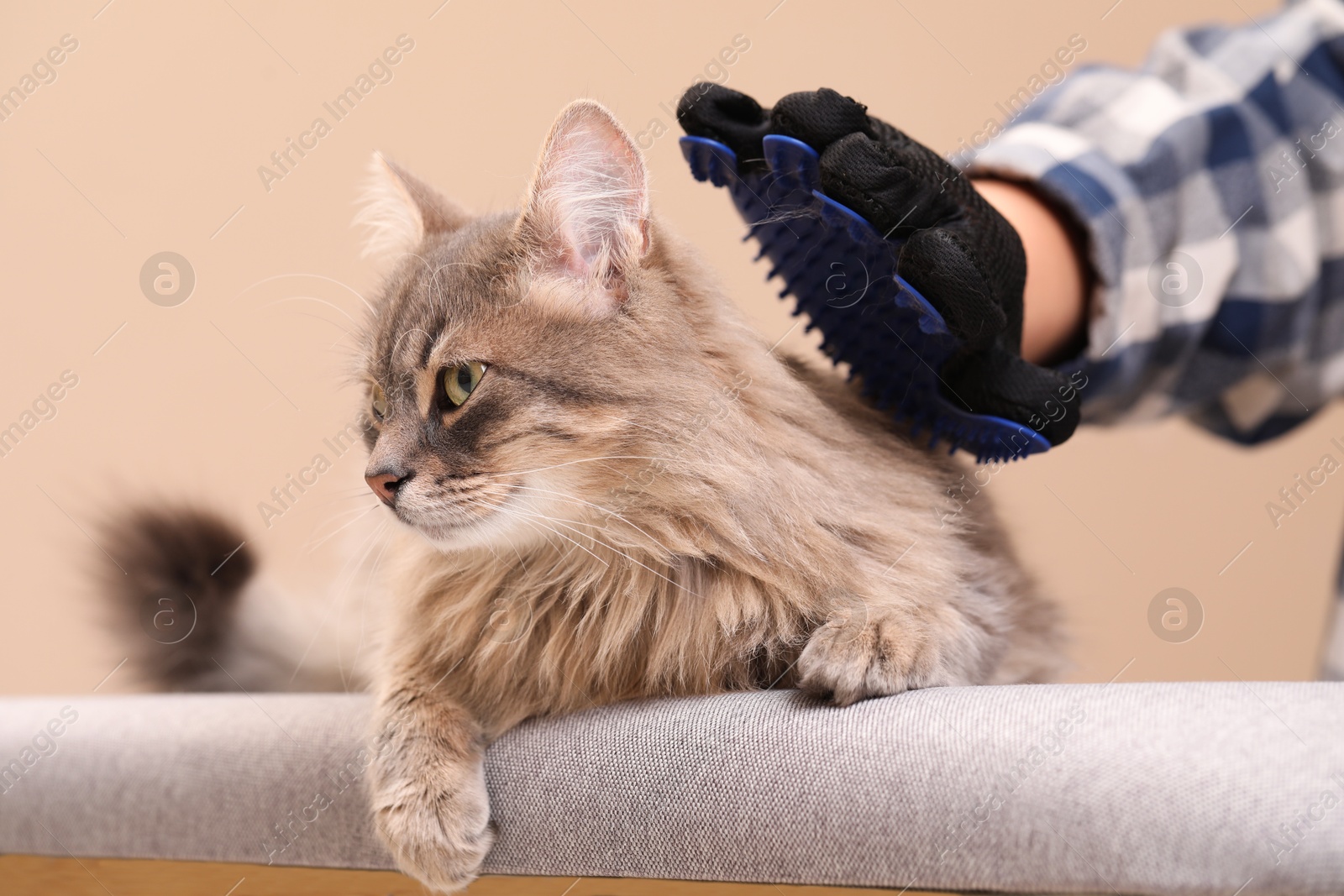 Photo of Woman brushing her cat with grooming glove on bench against beige background, closeup