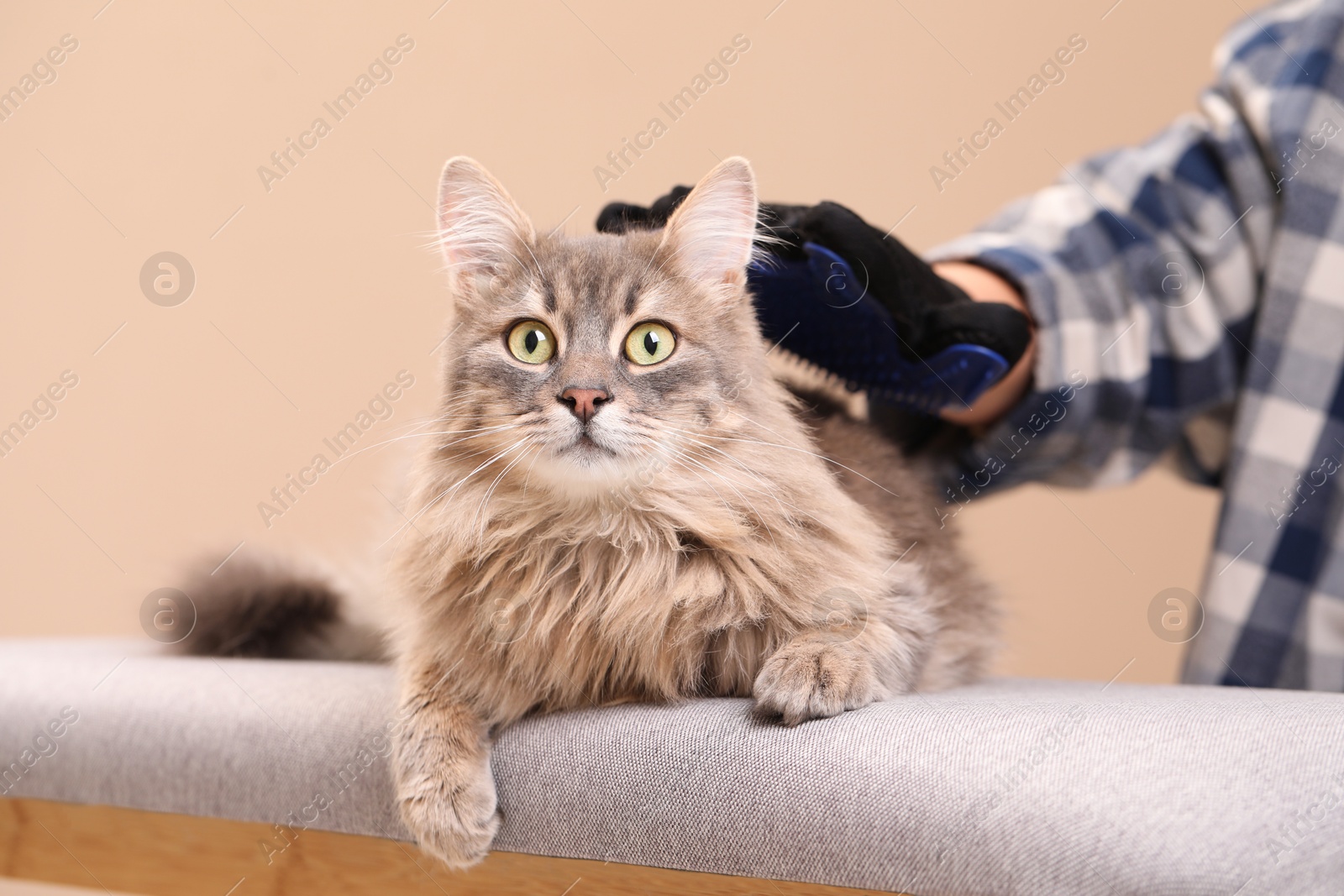 Photo of Woman brushing her cat with grooming glove on bench against beige background, closeup