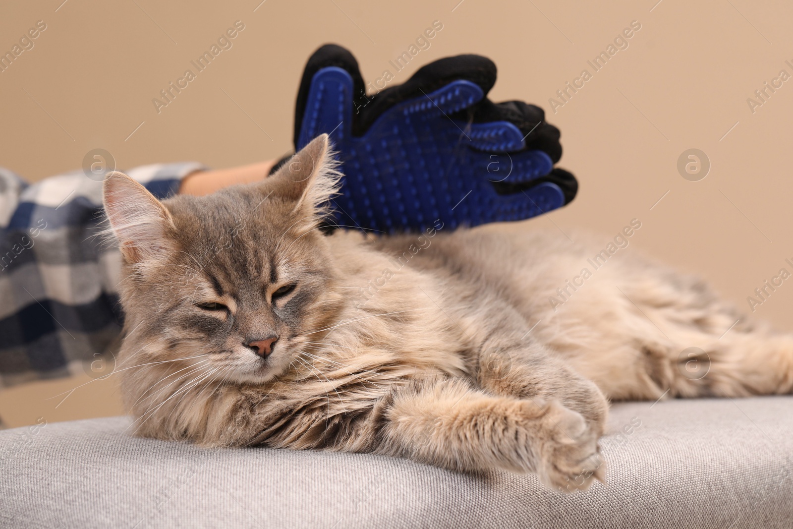 Photo of Woman brushing her cat with grooming glove on bench against beige background, closeup