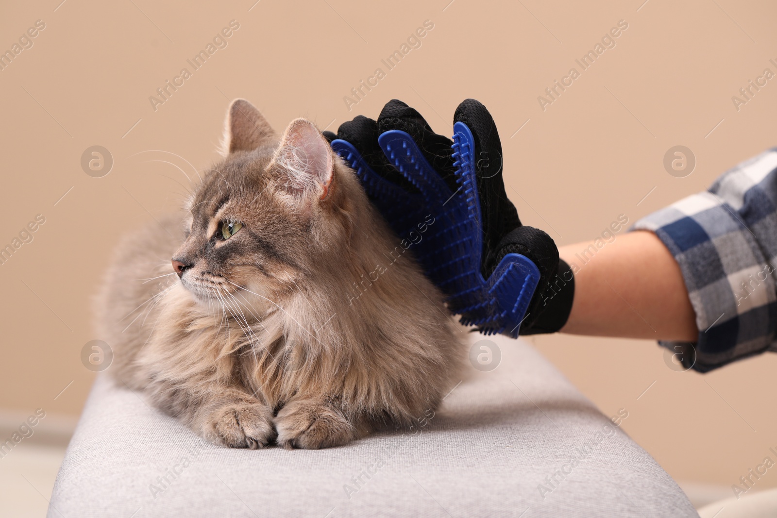 Photo of Woman brushing her cat with grooming glove on bench against beige background, closeup