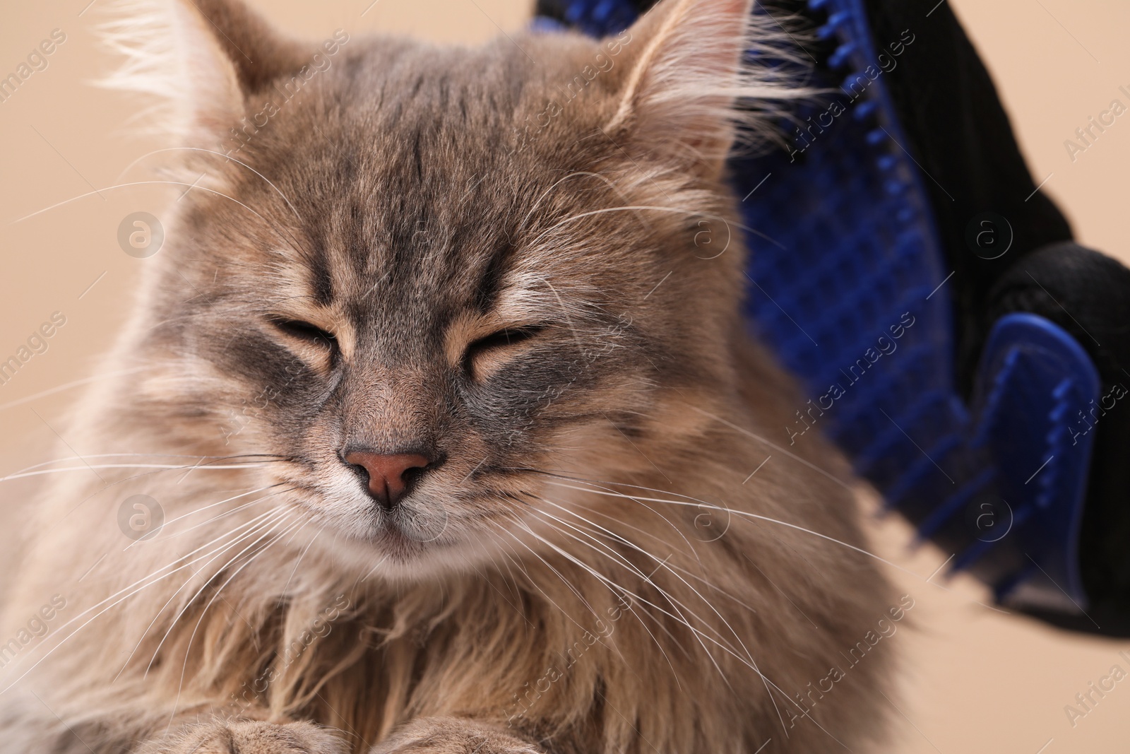 Photo of Woman brushing her cat with grooming glove on beige background, closeup