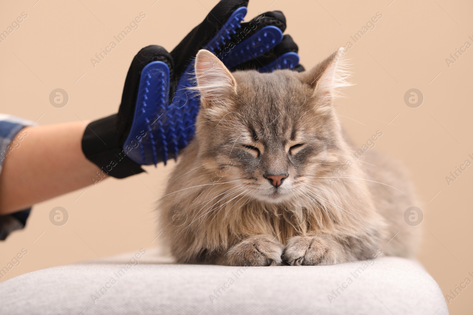 Photo of Woman brushing her cat with grooming glove on bench against beige background, closeup