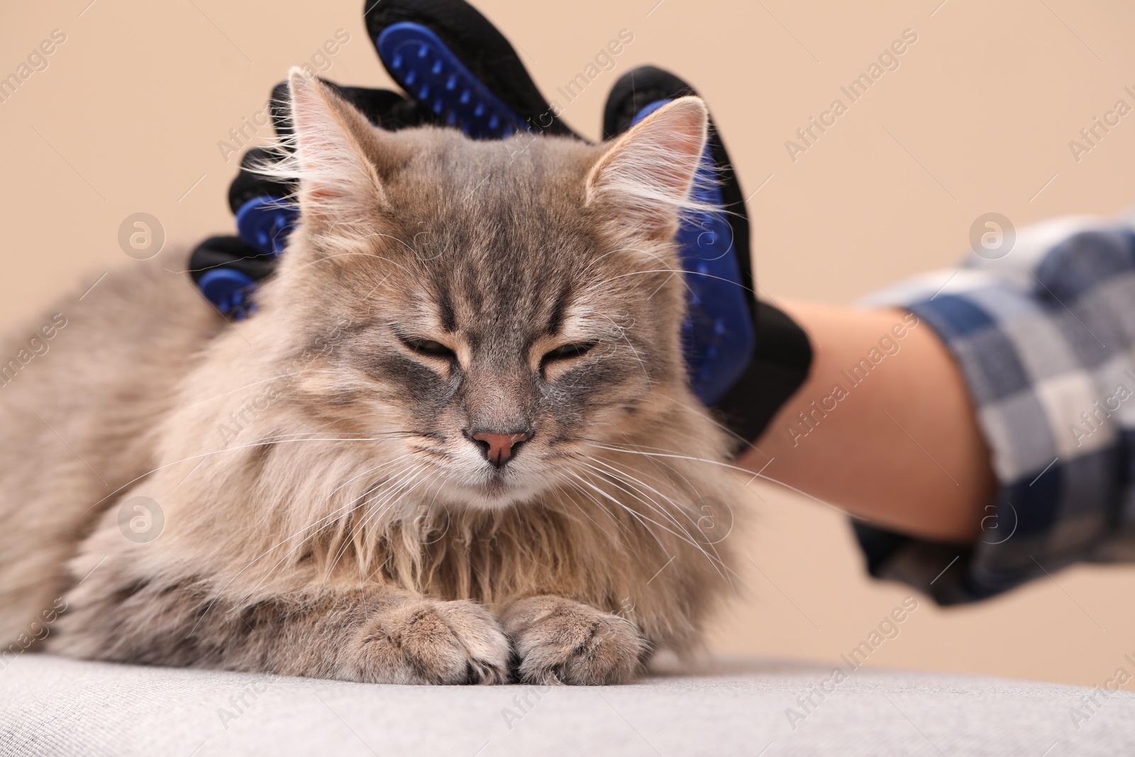 Photo of Woman brushing her cat with grooming glove on bench against beige background, closeup