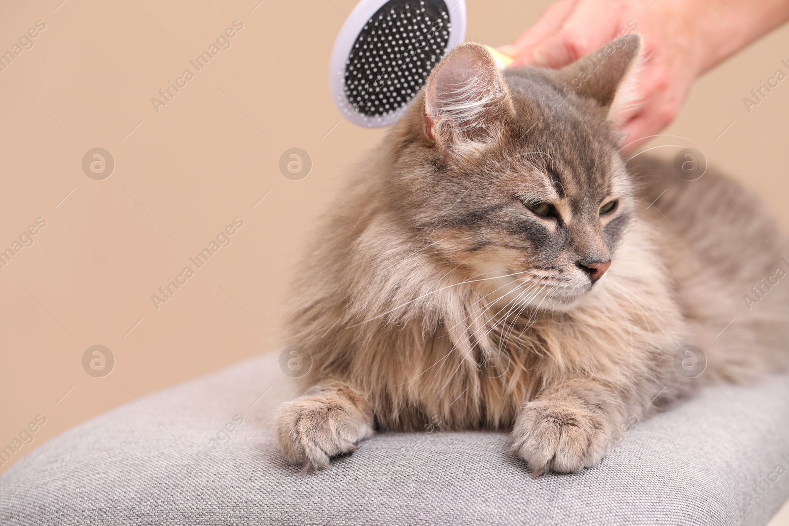 Photo of Woman brushing her cat on bench against beige background, closeup. Space for text