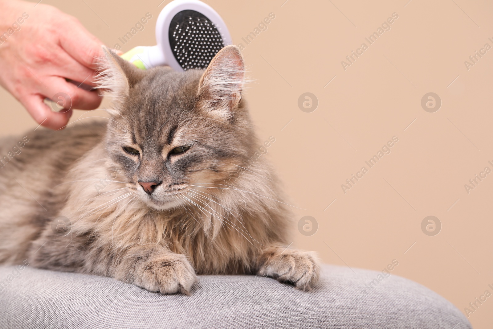 Photo of Woman brushing her cat on bench against beige background, closeup. Space for text