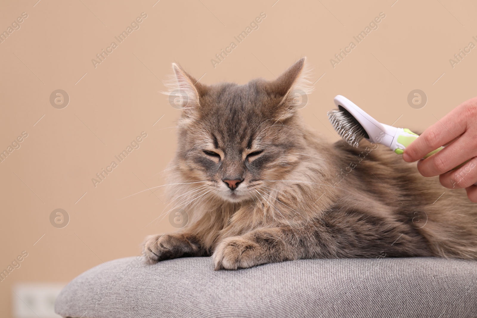 Photo of Woman brushing her cat on bench against beige background, closeup