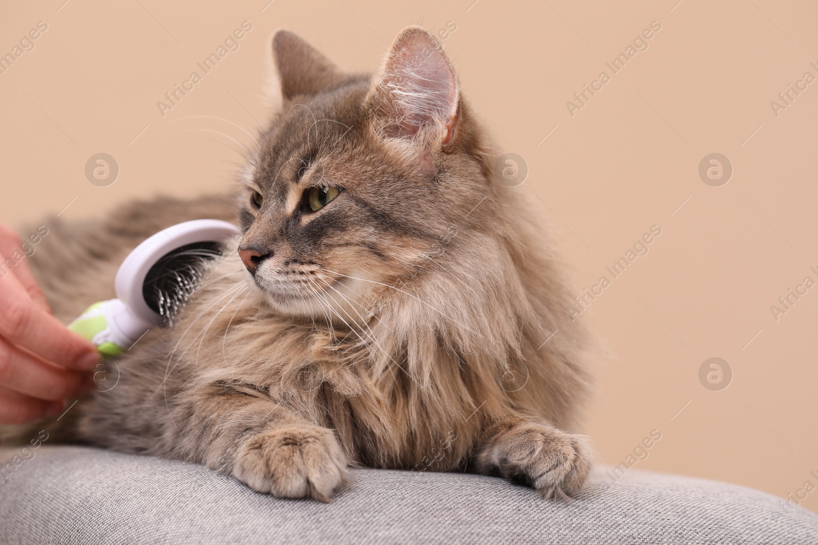 Photo of Woman brushing her cat on bench against beige background, closeup