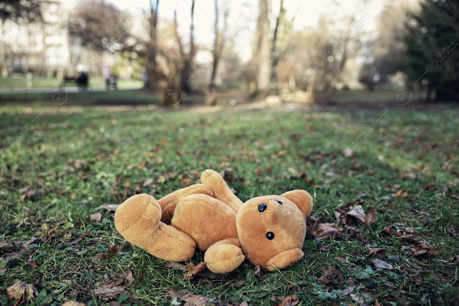 Photo of Lost brown teddy bear on green grass in park, closeup