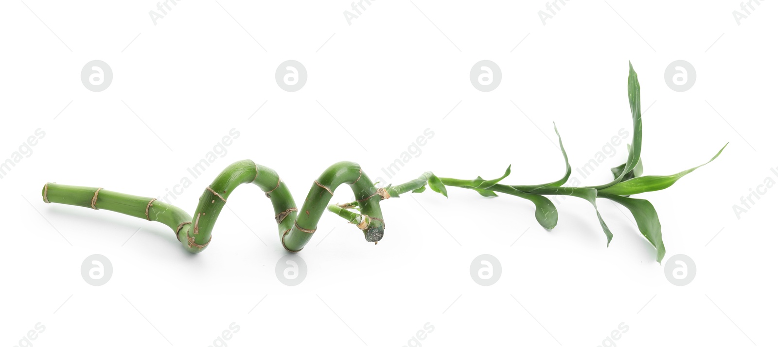 Photo of Green bamboo stem with leaves isolated on white