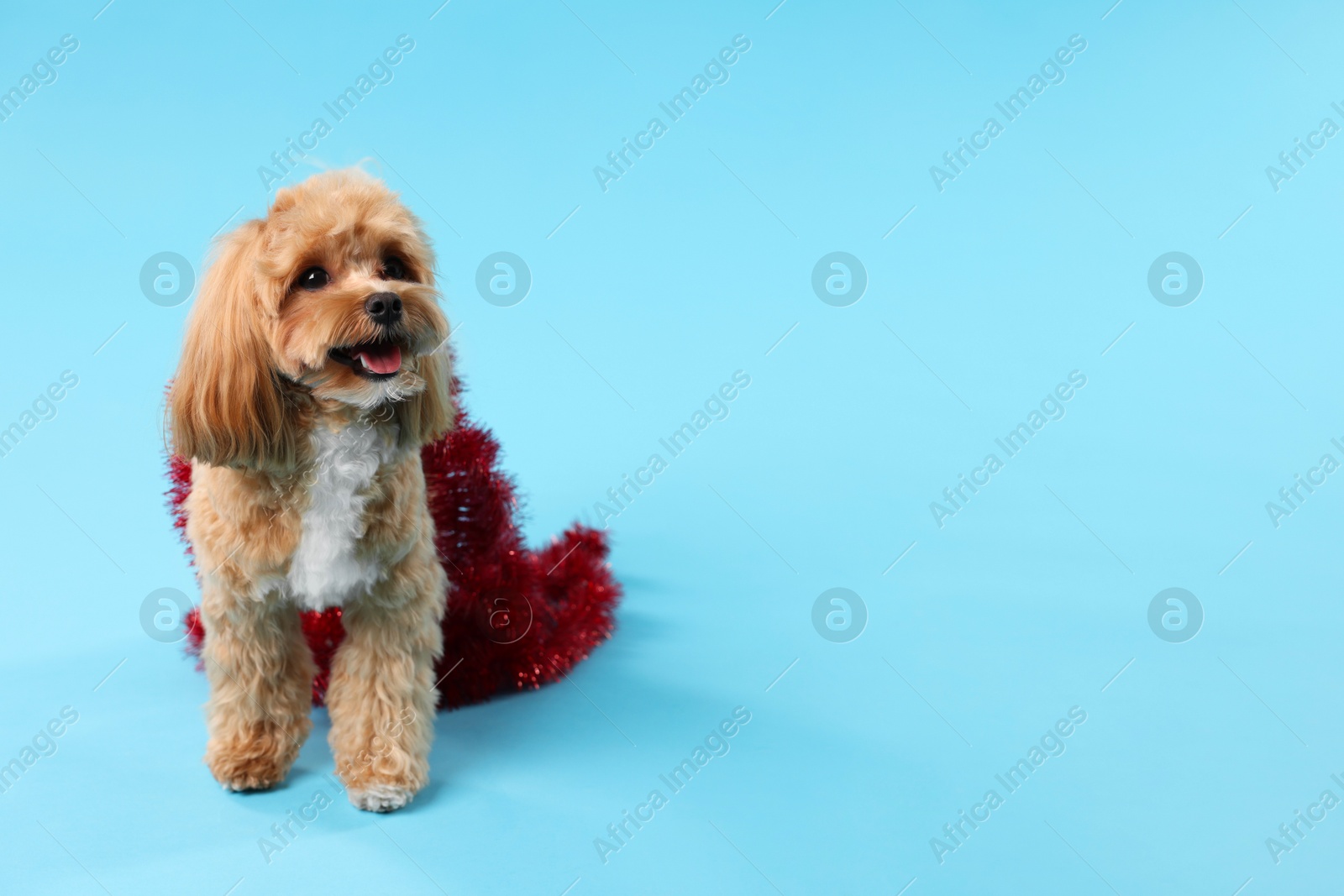 Photo of Cute dog with shiny tinsel on light blue background. Space for text