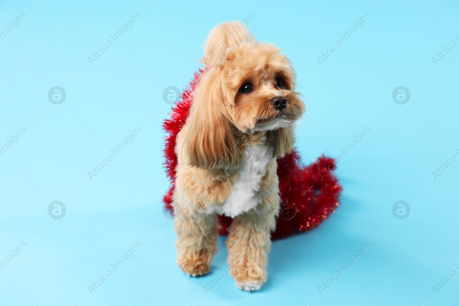 Photo of Cute dog with shiny tinsel on light blue background