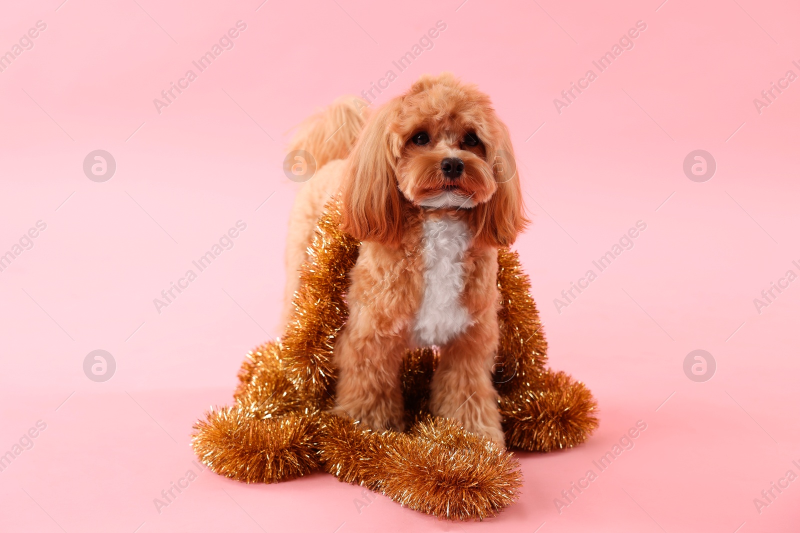 Photo of Cute dog with shiny tinsels on pink background