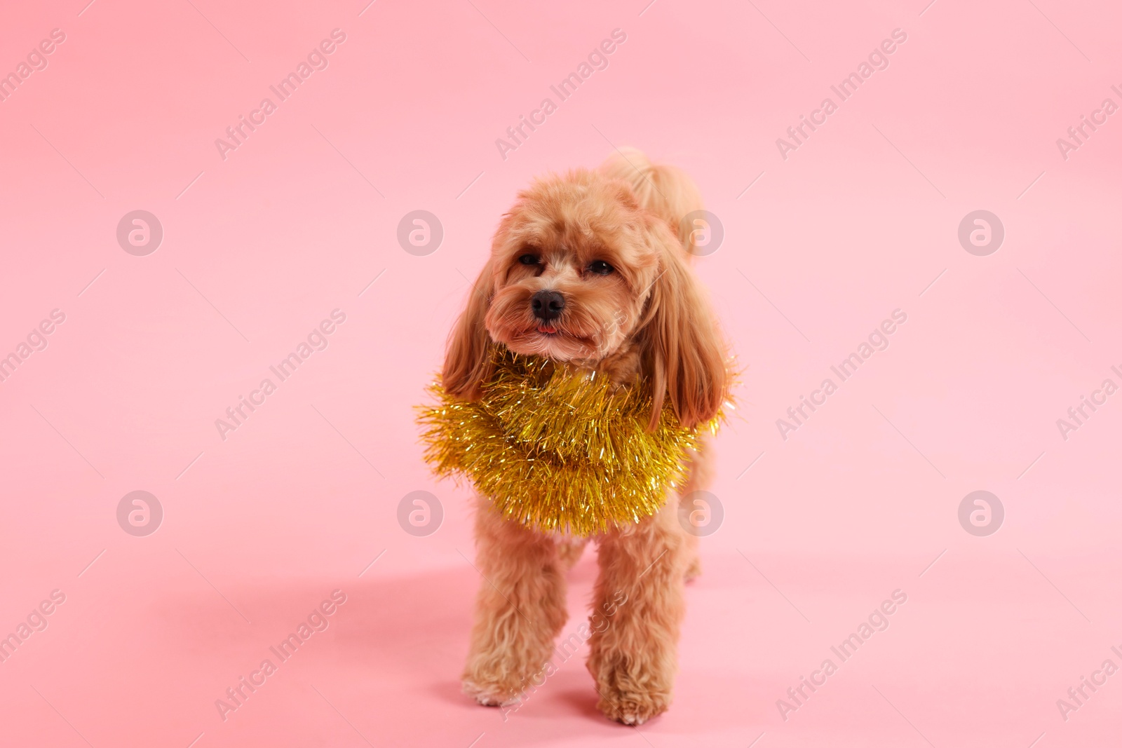 Photo of Cute dog with shiny tinsel on pink background