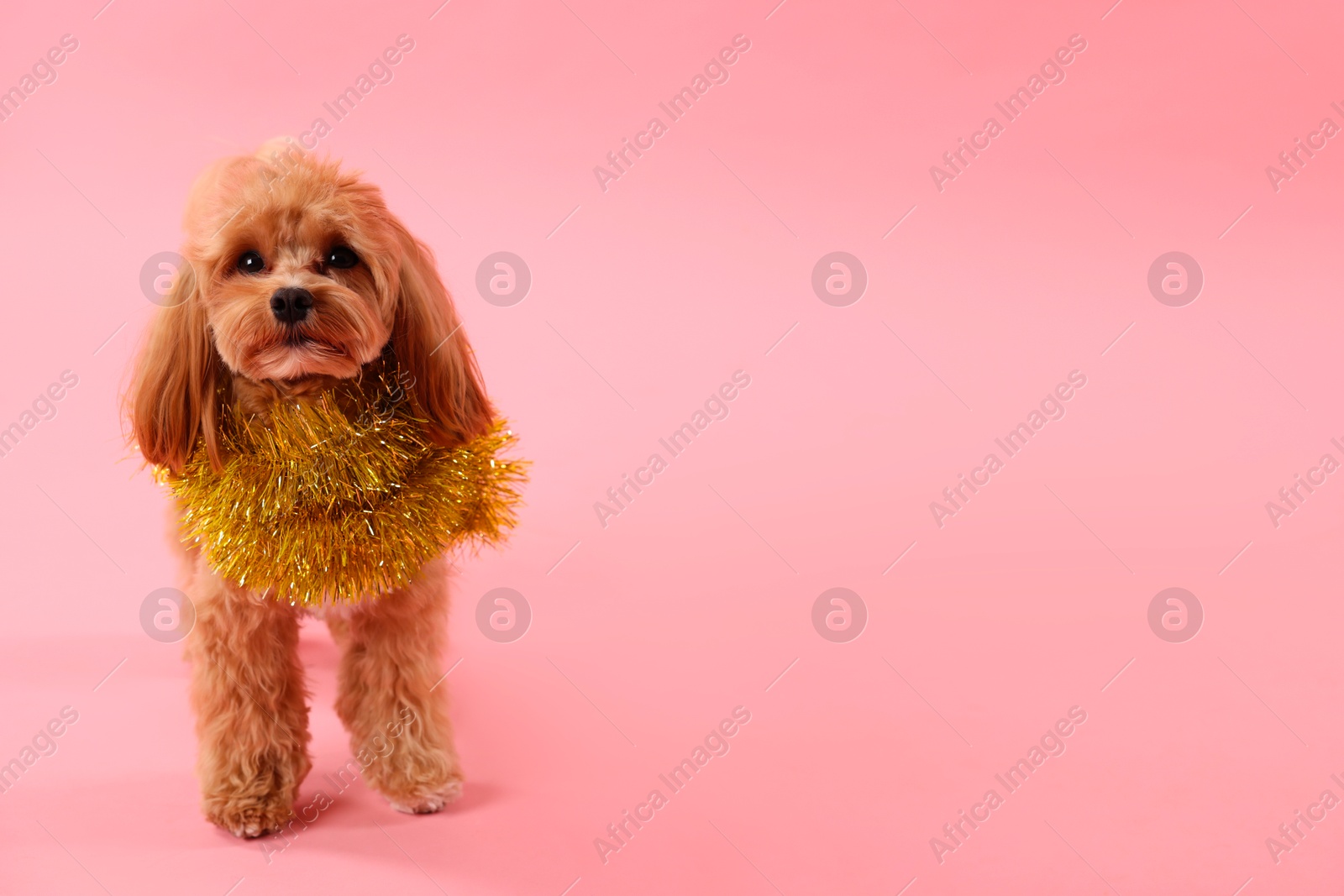 Photo of Cute dog with shiny tinsel on pink background. Space for text