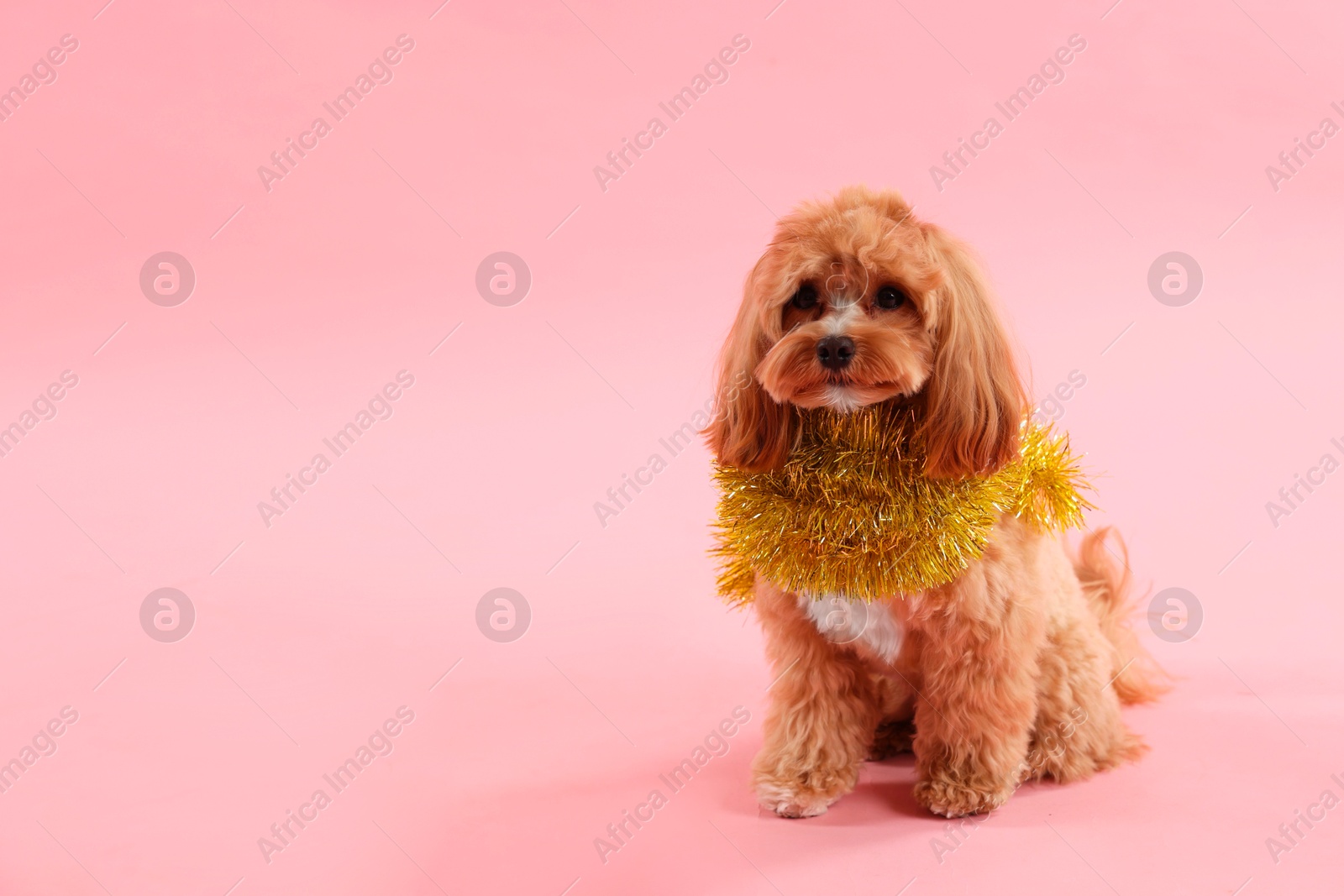 Photo of Cute dog with shiny tinsel on pink background. Space for text