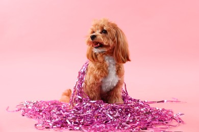 Photo of Cute dog with pile of shiny tinsels on pink background