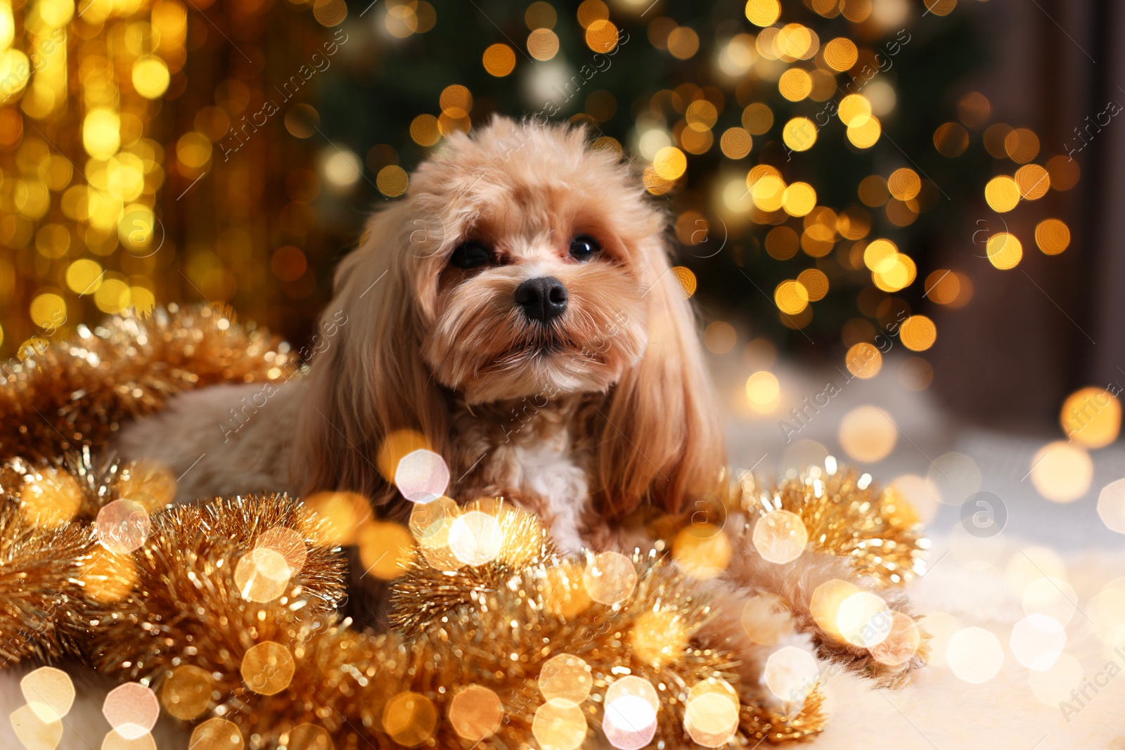 Photo of Cute dog with shiny tinsels on floor against blurred lights