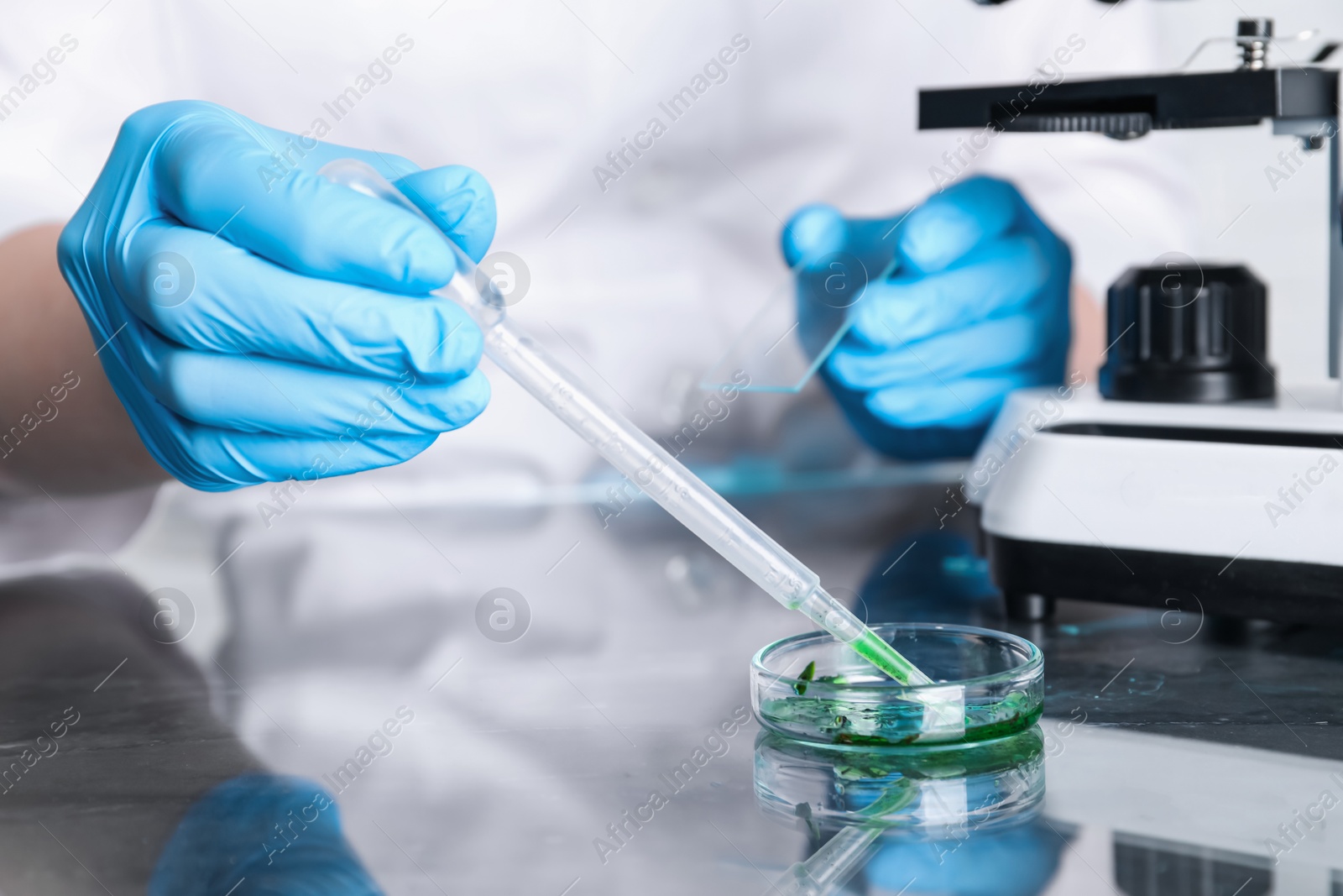 Photo of Laboratory testing. Scientist with glass slide dripping sample into petri dish at table indoors, closeup